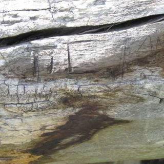 Claire Lippmann - Fotografía.